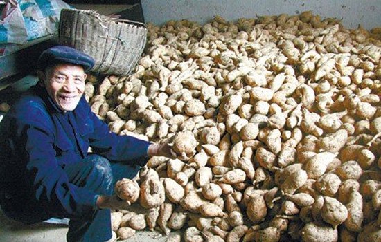 红薯怎么保存 冬季红薯如何保存才不会烂掉