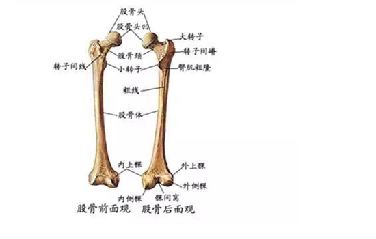 股骨长径是指胎儿什么 为您详解股骨长径
