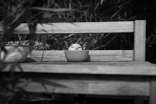 Masaaki Ito摄影作品：东京流浪猫