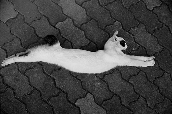 Masaaki Ito摄影作品：东京流浪猫