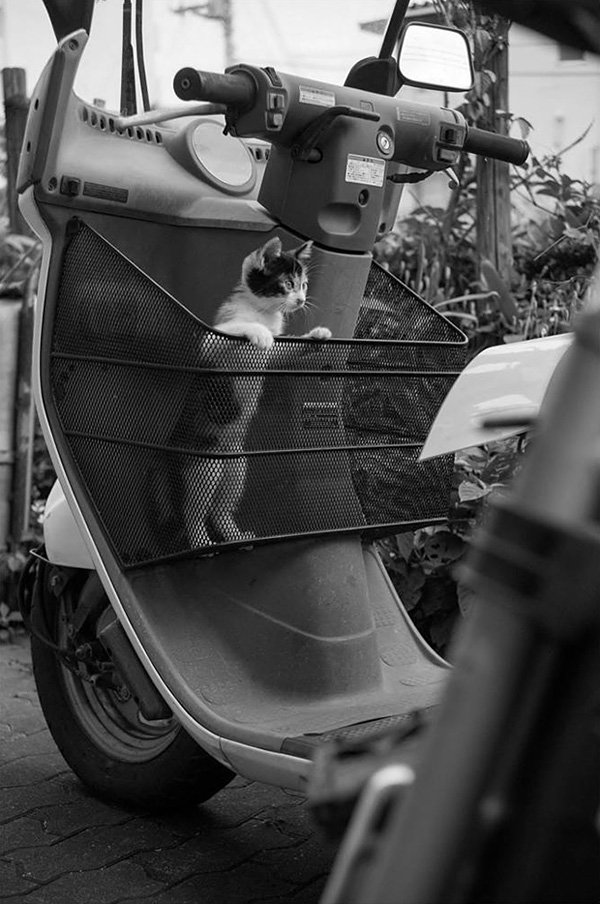 Masaaki Ito摄影作品：东京流浪猫