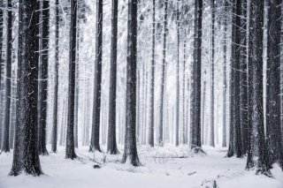 Heiko Gerlicher摄影作品：森林