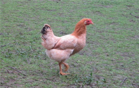 上海h7n9禽流感最新消息 上海通报确诊1病例
