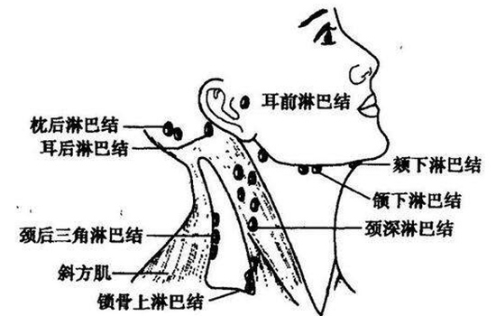 自己怎么疏通淋巴 教你疏通这三个重要部位
