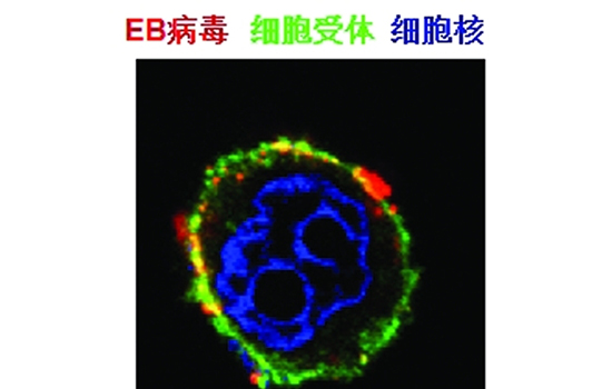 EB病毒是什么 非常像感冒的病毒
