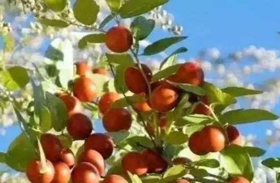 酸枣仁的功效与作用 这个小零食胜比安眠药