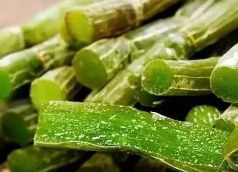 吃铁皮石斛的功效 男女吃铁皮石斛功效各不同