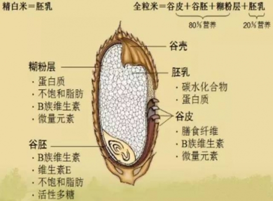 糙米的功效与作用 糙米具有均衡营养的功能