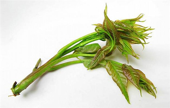 香椿回奶吗 香椿芽并没有回奶的功能