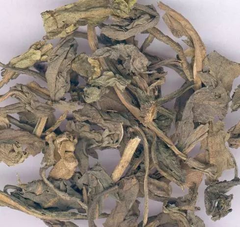 大青叶的功效与作用 清热解毒大青叶药效介绍
