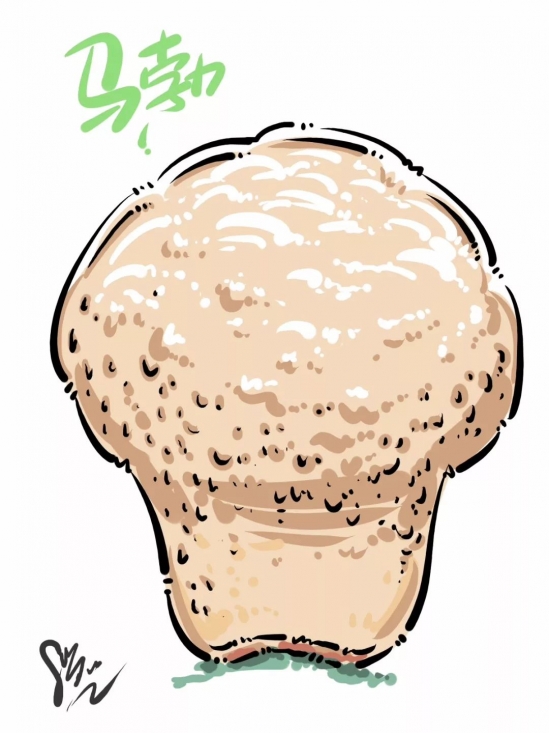 山豆根的功效与作用 中药山豆根药效介绍