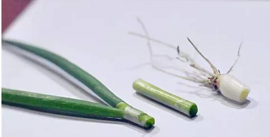 吃葱的好处 常吃葱祛病养生功效好