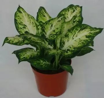 有毒的植物有哪些 3岁小孩贪玩吃了它口吐白沫