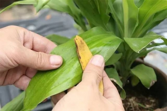 香蕉皮的妙用 香蕉皮这些用处你都知道吗