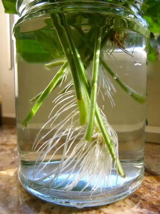 蔬菜的种植方法 常见蔬菜种植方法和步骤