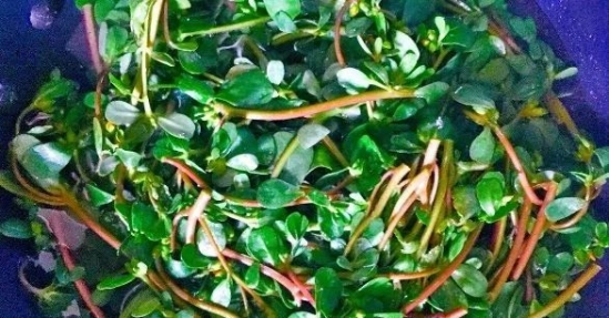 常吃蔬菜的好处 这些蔬菜胜过任何补药一定要吃
