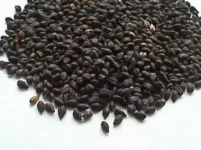 黑色食品的营养价值 这些黑色食物降血脂抗衰老
