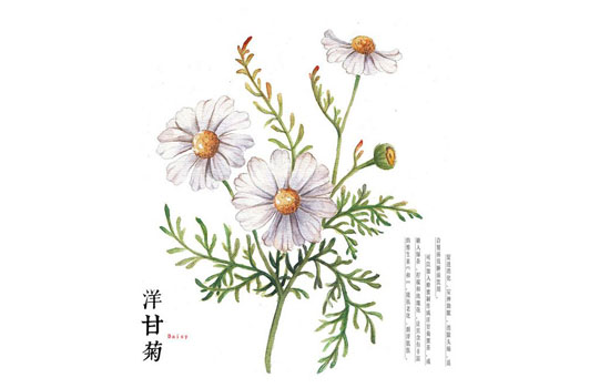 香缇卡粉底霜好用吗 香缇卡粉底色号
