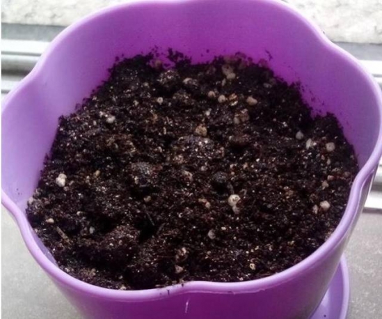 草莓的种植方法
