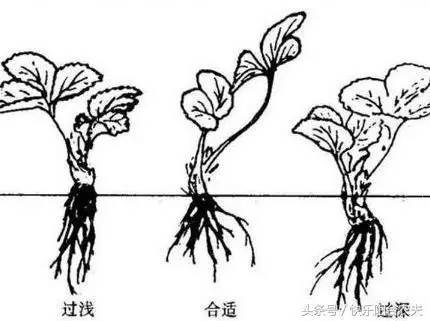草莓的种植方法