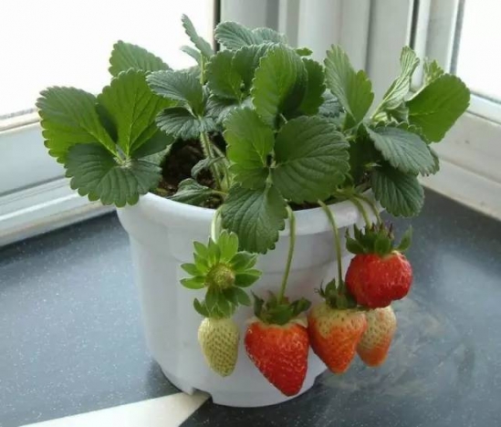 草莓的种植方法