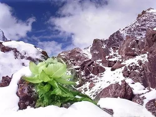 天山雪莲花的功效与作用