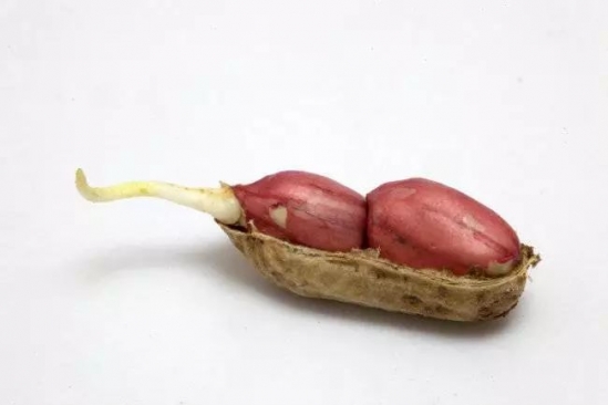 蔬菜发芽还能吃吗