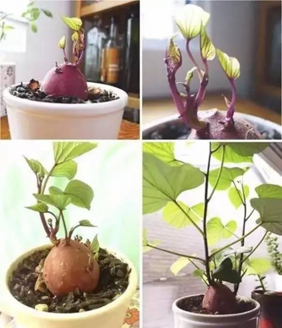 吃不完的蔬菜有什么用处