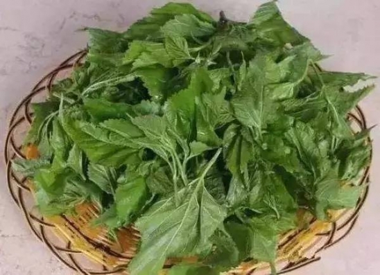 桑葚的功效与作用