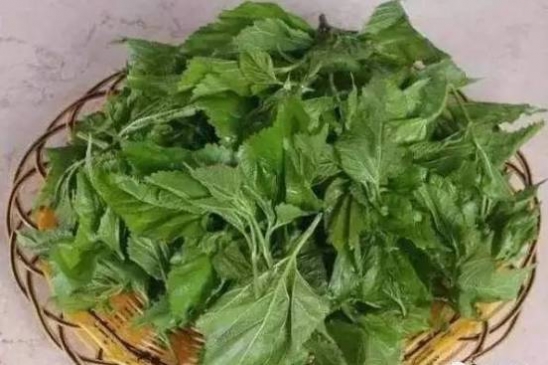 桑葚的功效及吃法