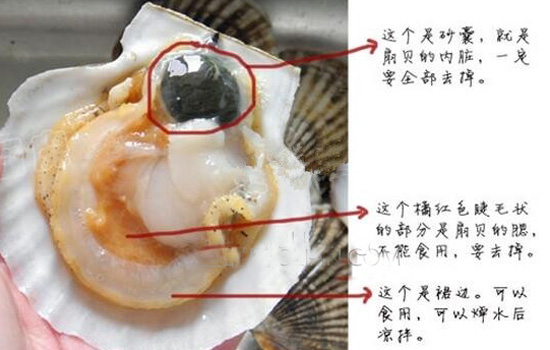 扇贝裙边可以吃吗 扇贝裙边能吃吗