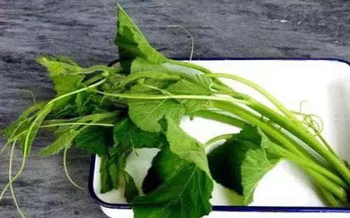 南瓜藤的食用功效