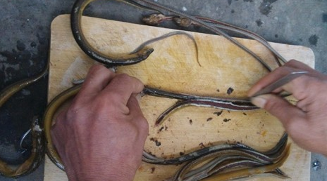 黄鳝怎么切丝 鳝鱼怎么处理成丝