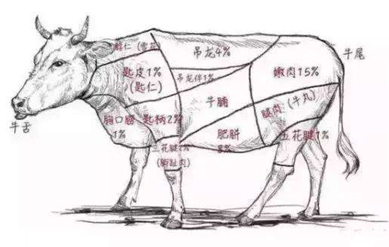 牛肉分割图及名称 牛肉部位分割图