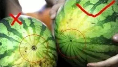 怎么挑选好西瓜