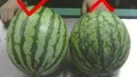怎么挑选好西瓜