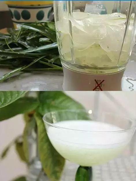 芦荟有什么作用和功效