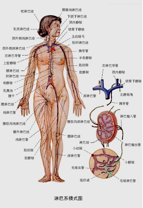人体淋巴结分别在哪个部位 人体淋巴分布图