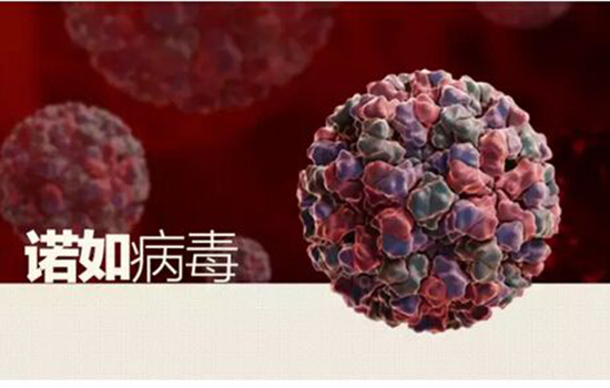 诺如病毒症状 感染诺如病毒的表现
