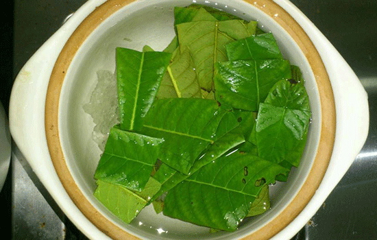 枇杷叶的功效与作用 枇杷叶有什么作用
