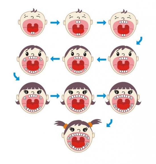 宝宝换牙顺序图 儿童换牙齿顺序图