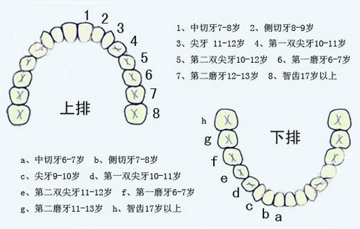 宝宝换牙是全部都换吗 宝宝换牙齿换几颗牙齿