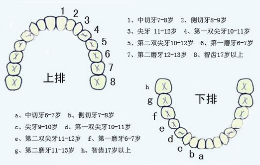 宝宝换牙顺序图 儿童换牙齿顺序图