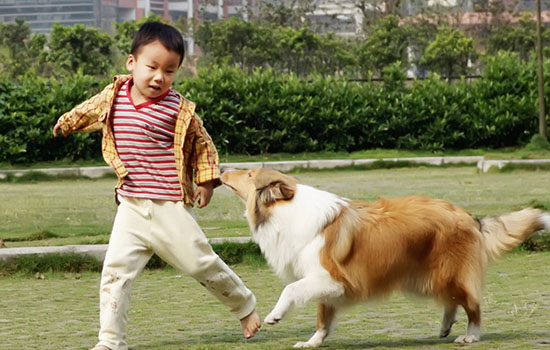 小孩被狗咬了怎么办 孩子让狗咬了怎么办