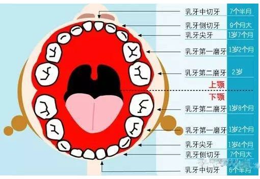 牙齿萌出顺序 牙齿萌出规律