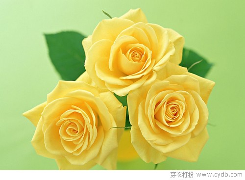 玫瑰物语