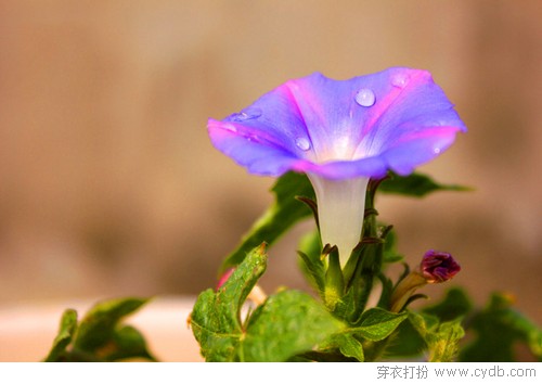 跟植物学色彩搭配