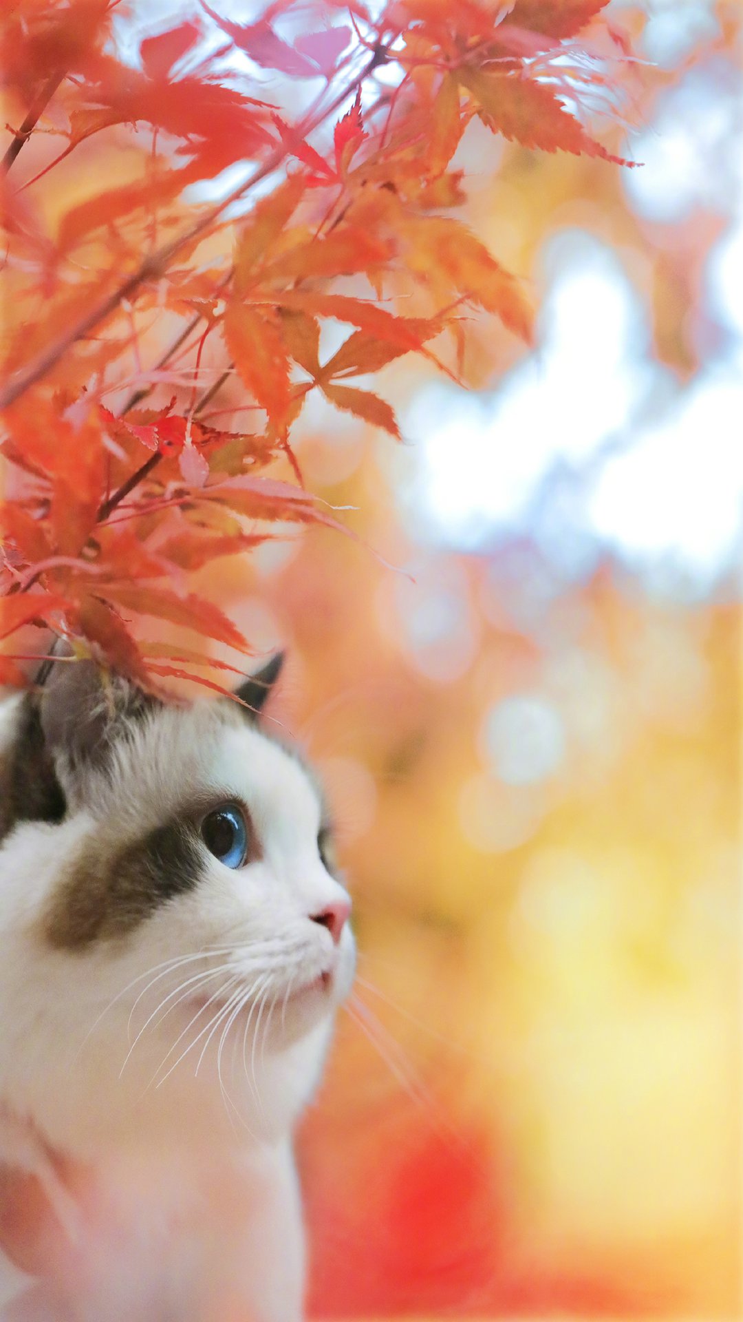 可爱猫咪图片高清手机壁纸