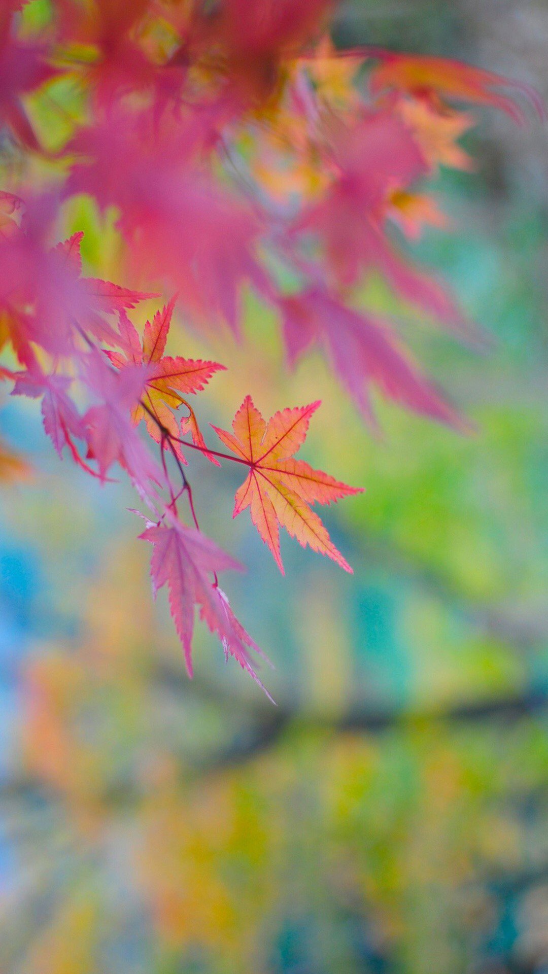 唯美秋日枫叶高清手机壁纸