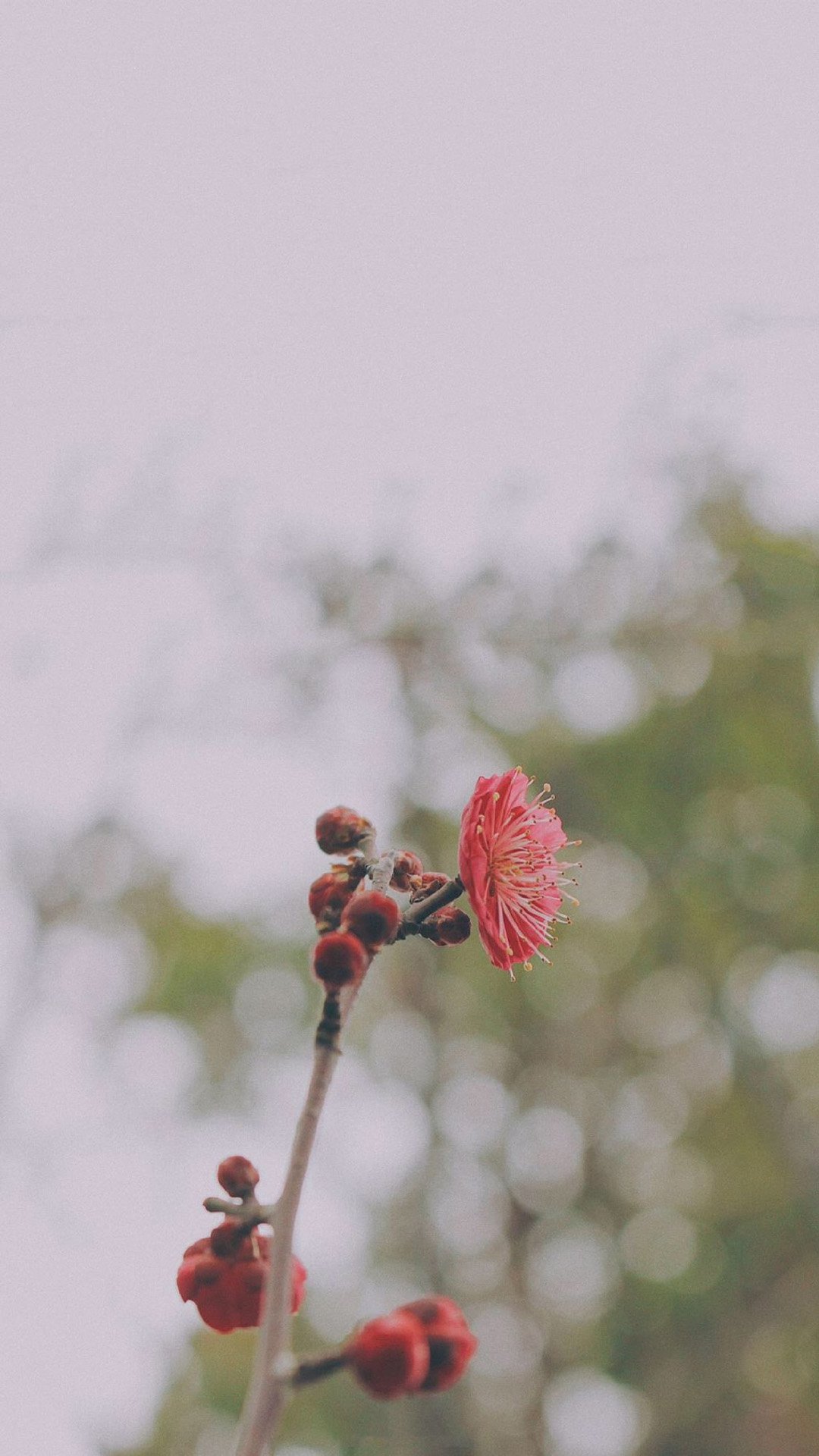 清新粉嫩桃花图片手机壁纸